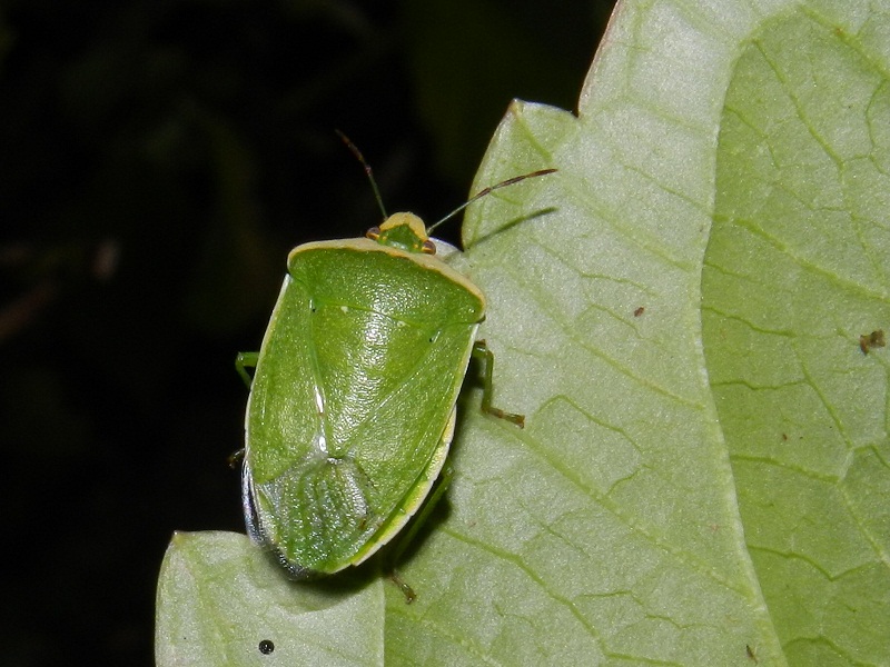 Pentatomidae: Nezara viridula e Palomena viridissima (VA)